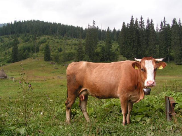 Uginule krave u Štitkovu, niko ne zna zašto