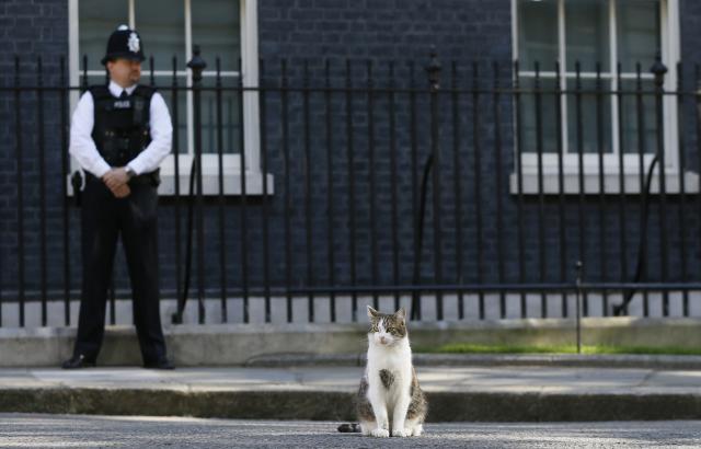 Mačak premijer se tukao sa rivalom iz Ministarstva