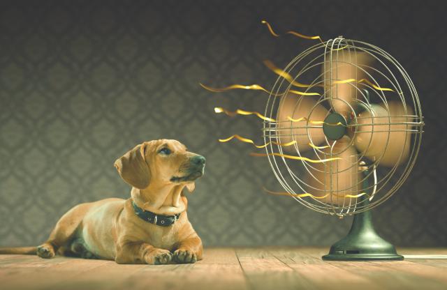 Prepoznajte simptome toplotnog udara kod psa