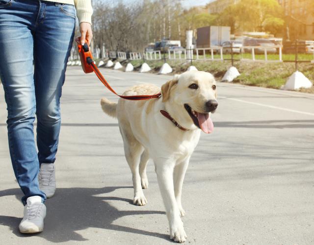 Kako pravilno šetati psa?