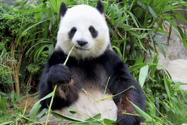 Rashlađenje: Panda se ne odvaja od velike kocke leda
