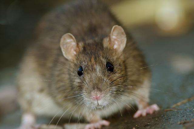 Novi Zeland želi da istrebi pacove i lasice