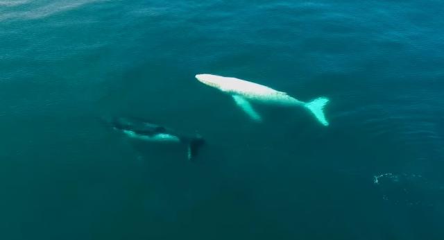 Beli kit Migalu ponovo viđen kod Australije