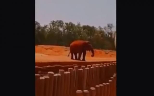 Slon pogodio devojčicu kamenom i ubio je /VIDEO