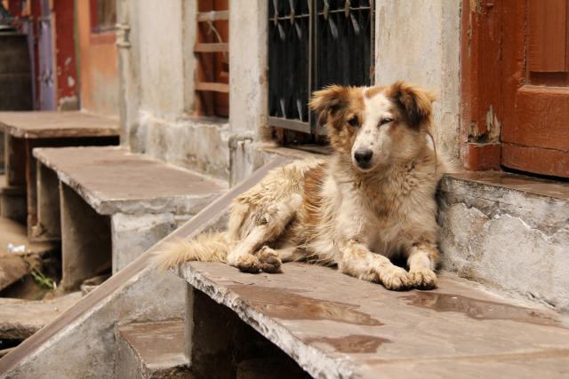 Kako da vas zavole napušteni psi?