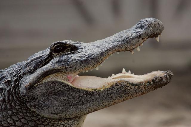 SAD: Ženu od 90 godina ubio aligator