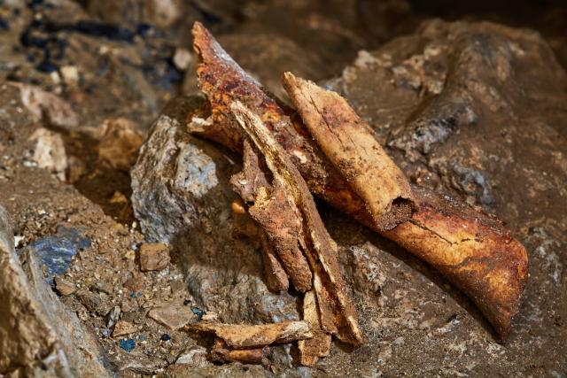 Rak pronaðen na fosilu starom 1,7 miliona godina