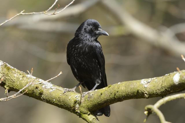Dokazano: Vrane su najpametnije ptice na svetu (VIDEO)