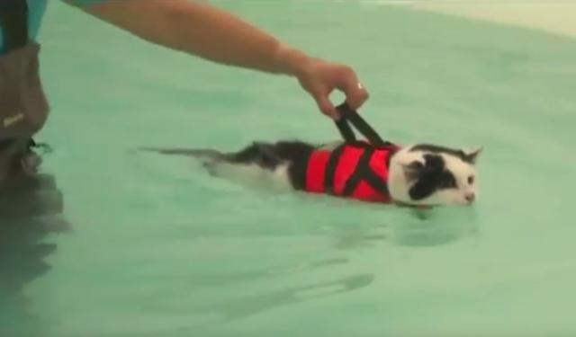 Gojazna mačka Šarli pliva kako bi smršala (VIDEO)