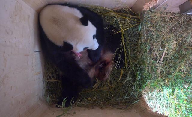 U Beču rođena džinovska panda (FOTO)