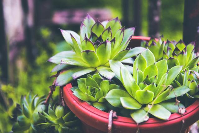 Ova biljka je moćan lek u saksiji i obavezna je u svakom domu