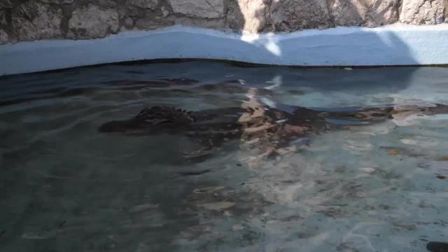 Muja iz BG - najstariji severnoamerički aligator/ VIDEO