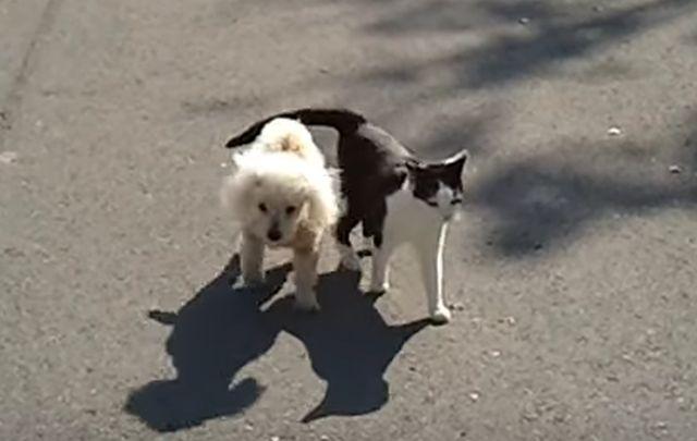 Mačka pomaže slepom psu da se vrati kući (VIDEO)