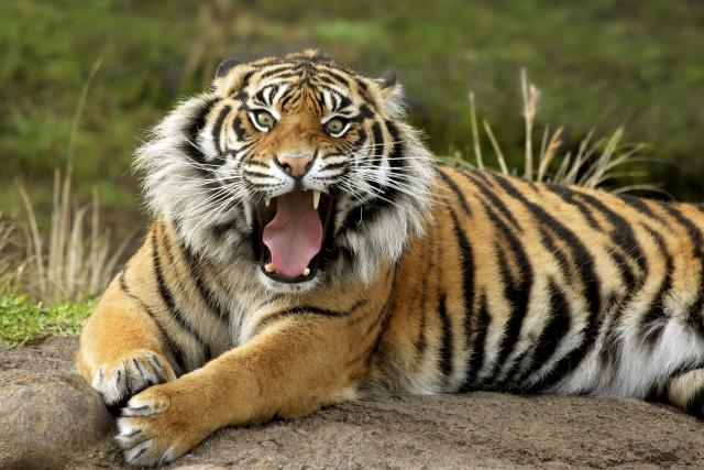 Tigar heroj: Odbranio čuvara od napada leoparda (VIDEO)