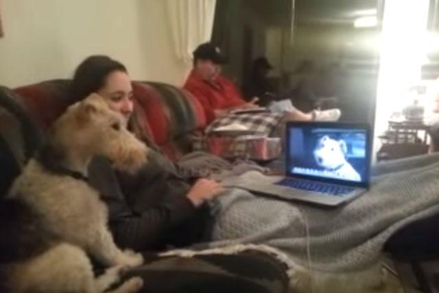 Dva psa razgovaraju preko Skajpa (VIDEO)