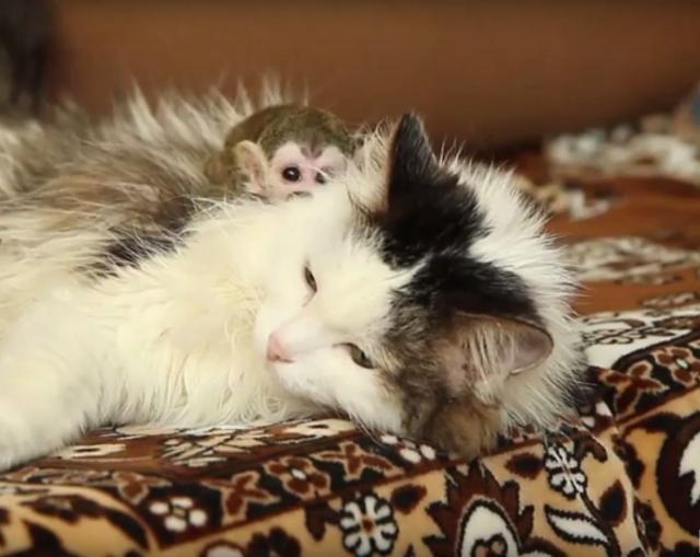Ruska mačka usvojila bebu majmuna