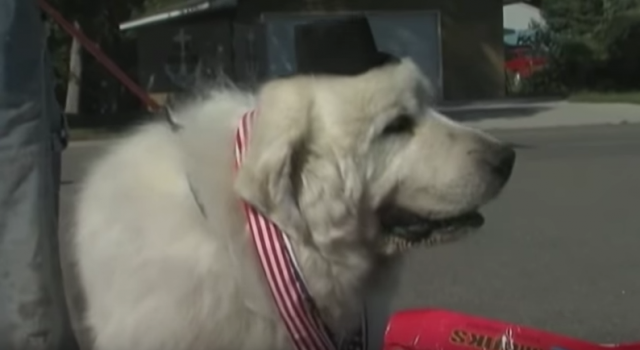 Pas treći put postao gradonačelnik