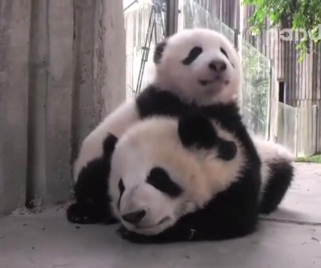 Beba panda se oprobala kao maser (VIDEO)