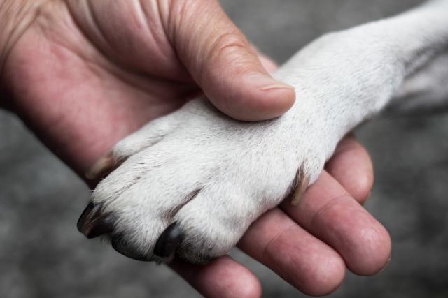 Prva pomoć za pse: Šta uraditi u teškim situacijama?