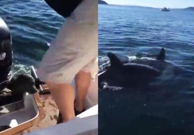Foka utekla jatu kitova-ubica (VIDEO)