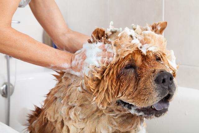 "Da li mogu da kupam psa šamponom za ljude?"