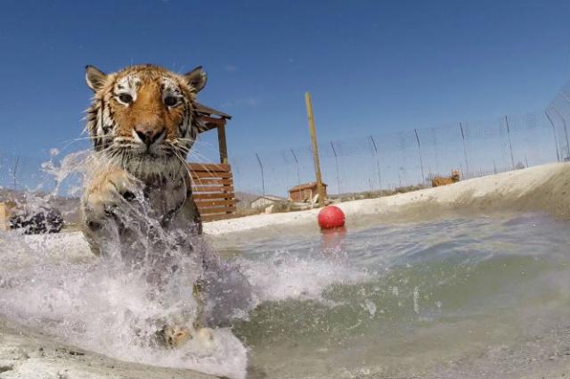 Zlostavljani tigrovi ulaze u vodu po prvi put (VIDEO)
