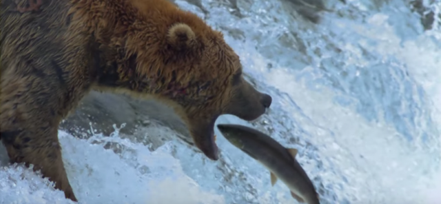 Nova internet senzacija: Medvedi koji love losose (VIDEO)