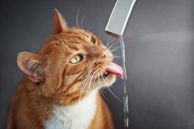 Zašto mace vole da piju vodu sa slavine?