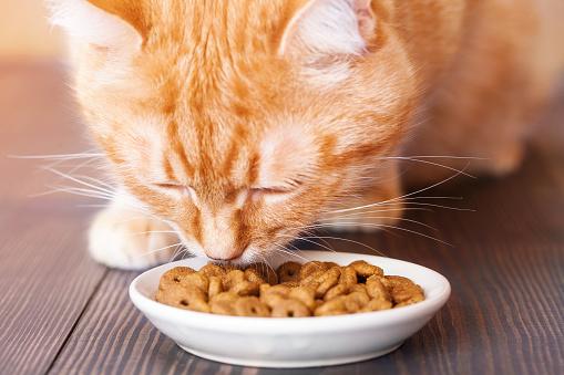 Proverite: Da li je vaša mačka alergična na hranu?