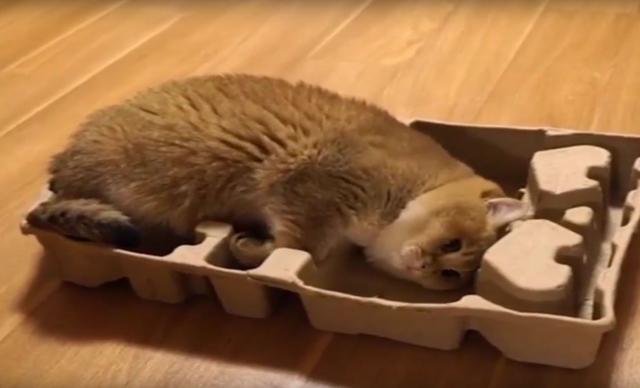 Maca bezuspešno pokušava da sebi napravi krevet (VIDEO)