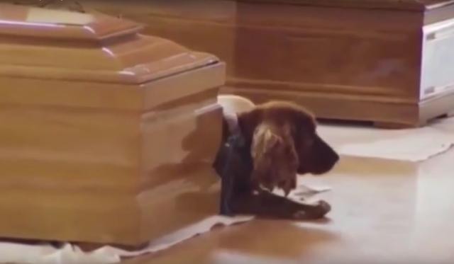 Pas odbija da napusti kovčeg svog prijatelja (VIDEO)