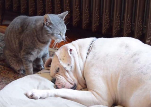 Maca voli buldoga najviše na svetu (VIDEO)