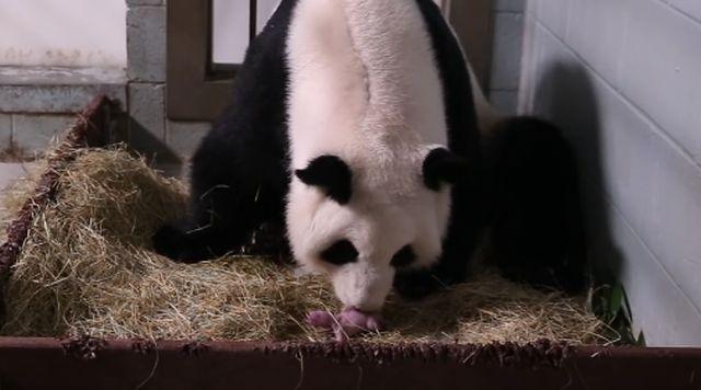 Ženka pande donela na svet blizance u Atlanti