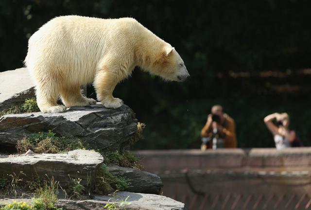 Polish councilor suspects local zoo is doing Putin's bidding