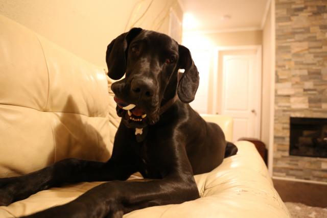 Da li je okrutno èuvati velike pse u stanu?