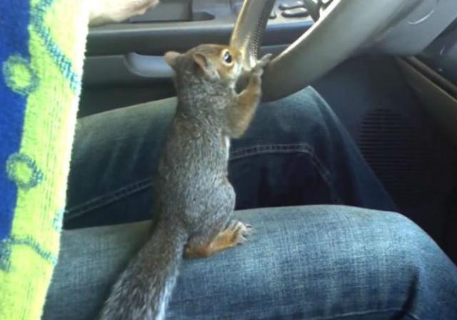 Veverica preuzima kontrolu nad volanom (VIDEO)