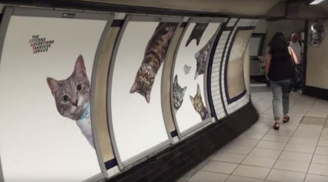 Mačke umesto dosadnih reklama (VIDEO)
