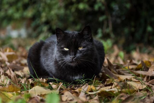 Crni mačak kakvog još niste videli (FOTO)