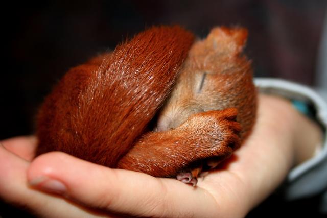 Maloj veverici porodicu zamenio plišani meda