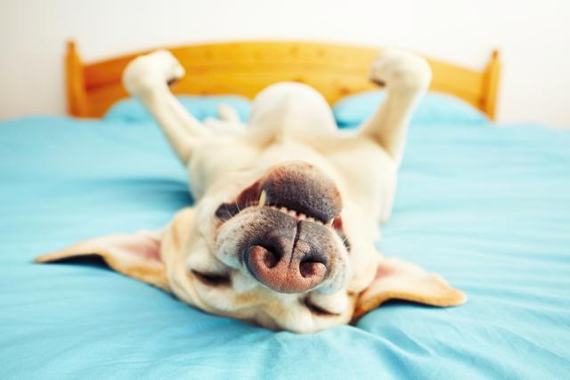 Zašto neki psi spavaju na leðima?