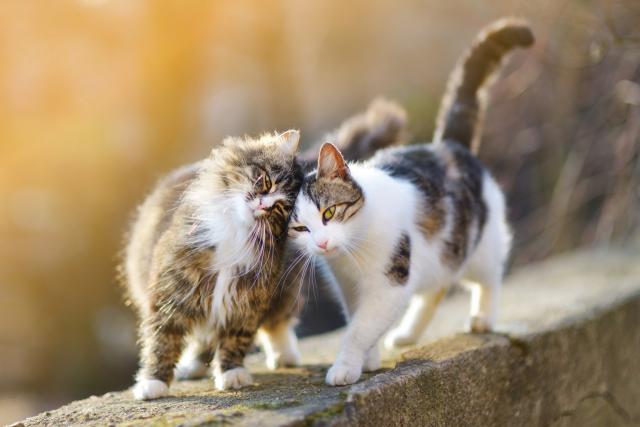 10 zanimljivih činjenica o mačkama