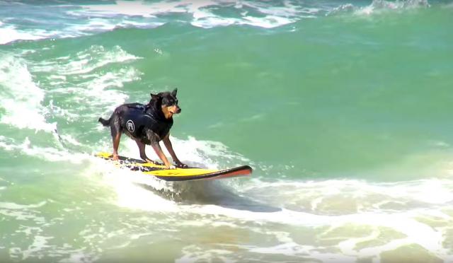 Da li ste čuli za pse koji surfuju? (VIDEO)