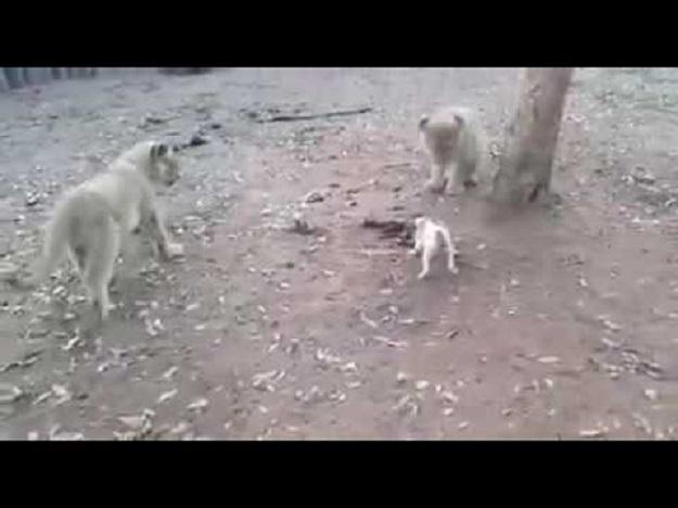 Pas protiv tri lava: Ko je ovde divlja zver? (VIDEO)