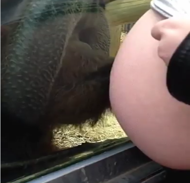 Orangutan kroz staklo ljubi stomak trudnice (VIDEO)