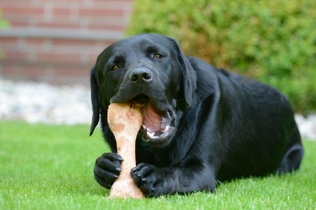 Struènjaci: Kosti bi mogle da ubiju vašeg psa