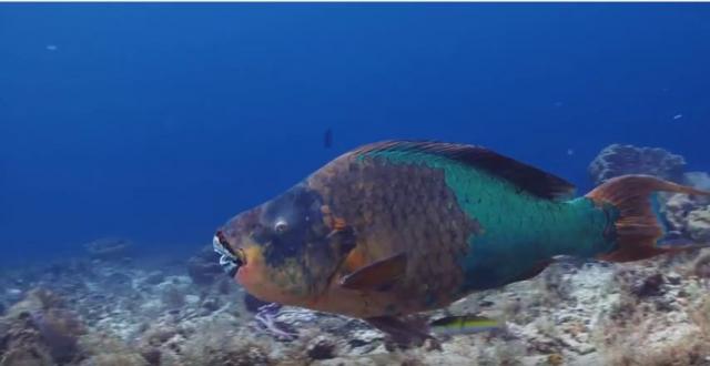 Kažu da je ovo najsrećnija riba na svetu (VIDEO)