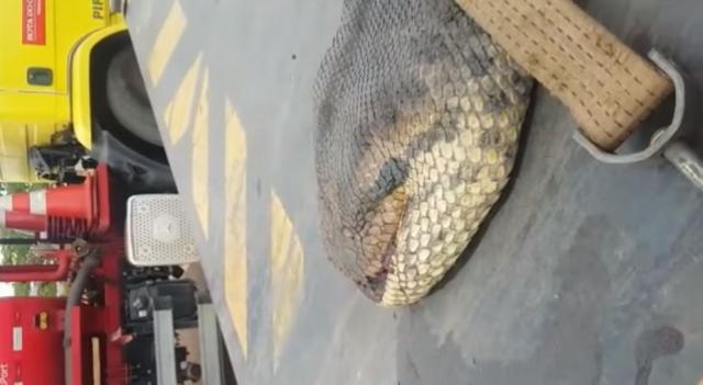 Radnici pronašli verovatno najdužu zmiju ikad izmerenu (VIDEO)