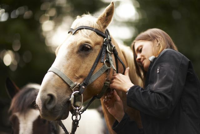 Konji mogu da komuniciraju s ljudima pomoæu simbola