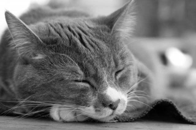 Saznajte zašto vaša mačka hrče dok spava