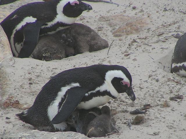 Nastavljena potraga za ukradenim pingvinom
